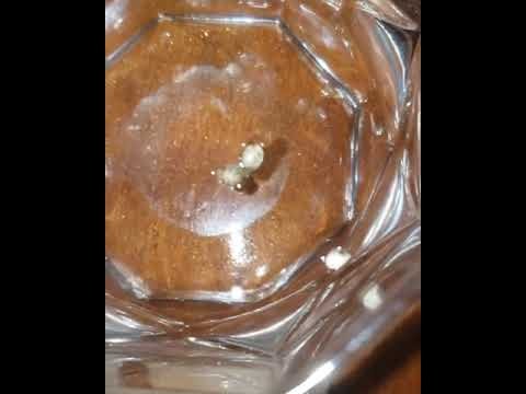 cannabis seed germination, water cup method