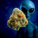 Thumbnail for Alien OG Seeds 89 90 88 5 seeds - Gelato Seeds
