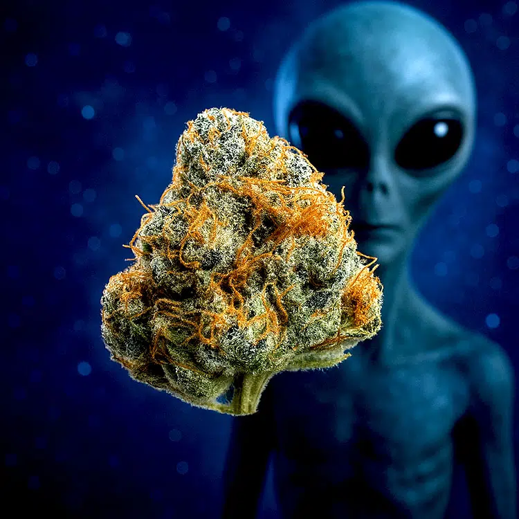 Thumbnail for Alien OG Seeds 89 90 88 5 seeds - Gelato Seeds