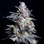 Thumbnail for Apple Fritter x Runtz by Elev8 Seeds 6 seeds - Gelato Seeds