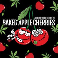 Baked Apple Cherries by Elev8 Seeds (Apple Fritter x Cherry Pie)