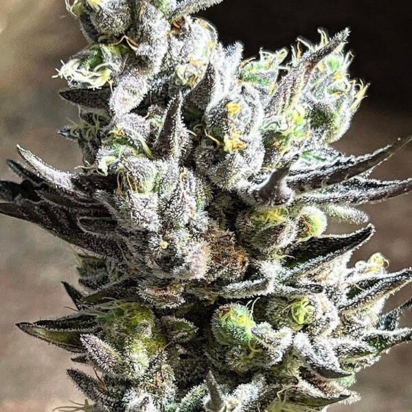 Image of Apple Fritter 88 89 90 5 seeds - Gelato Seeds