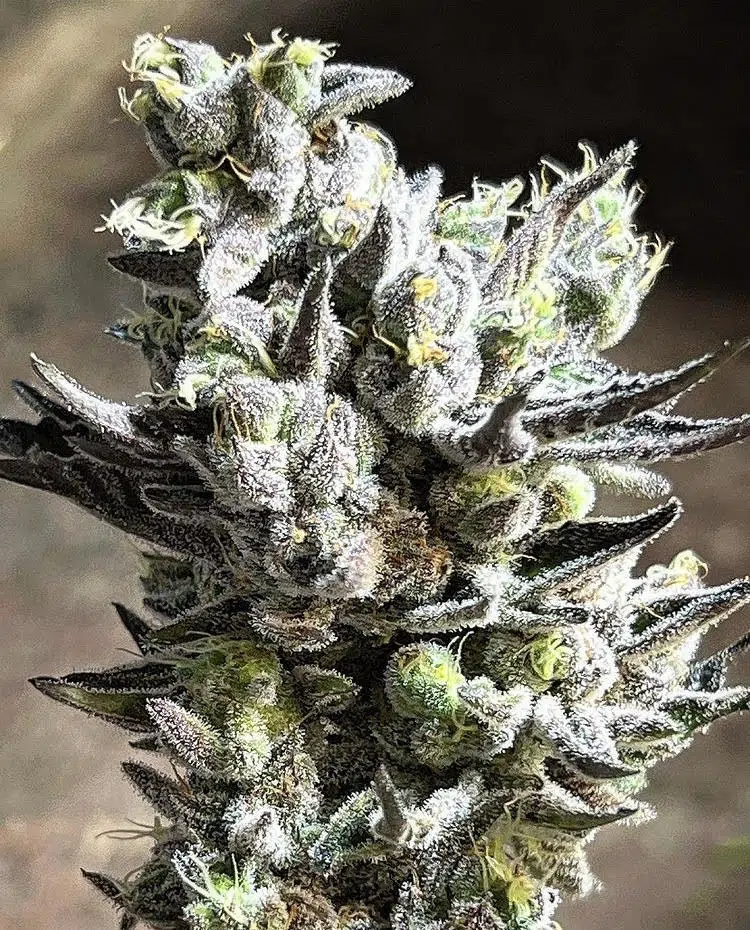 Image of Apple Fritter 88 89 90 5 seeds - Gelato Seeds