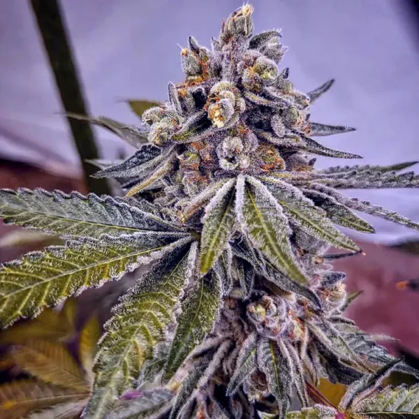 Image of Apple Fritter 88 89 90 5 seeds - Gelato Seeds