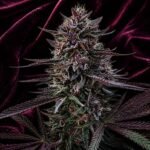 Image of Stunna F3 seeds 89 90 88 5 seeds - Gelato Seeds
