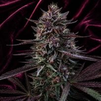 Image of Stunna F3 seeds 89 90 88 5 seeds - Gelato Seeds
