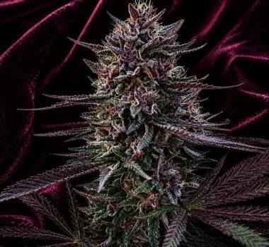 Image of Stunna F3 seeds 89 90 88 5 seeds - Gelato Seeds