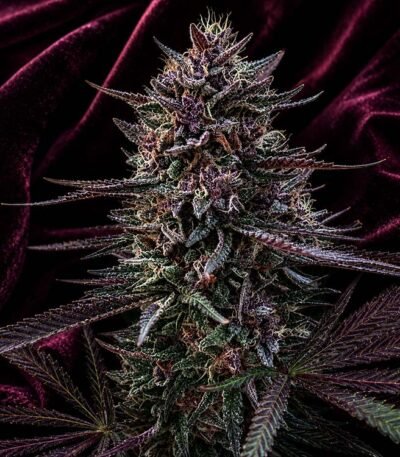 Image of Stunna F3 seeds 89 90 88 5 seeds - Gelato Seeds