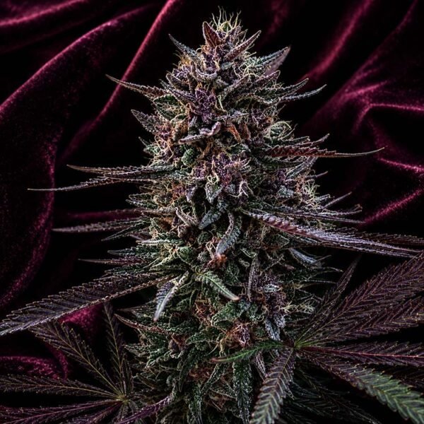Image of Stunna F3 seeds 89 90 88 5 seeds - Gelato Seeds