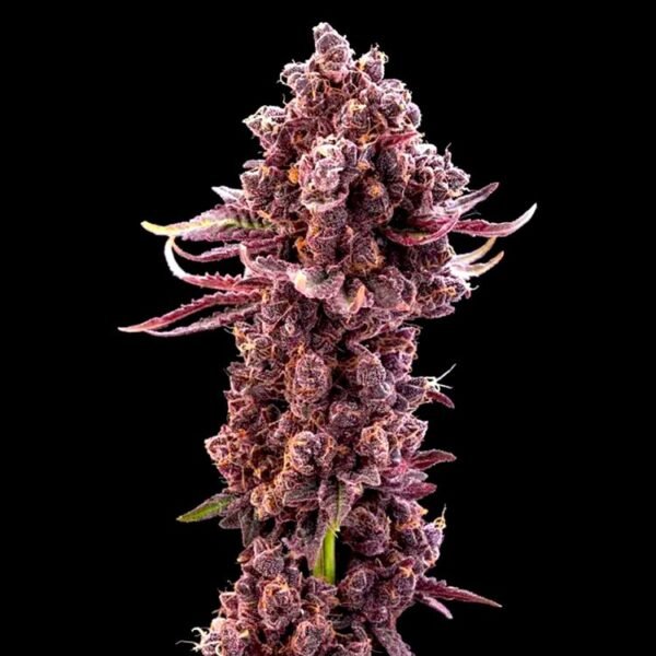 Bruce banner strain Archives Gelato Seeds