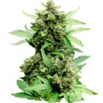Hemp Cheese Auto seeds