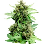 Hemp Cheese Auto seeds
