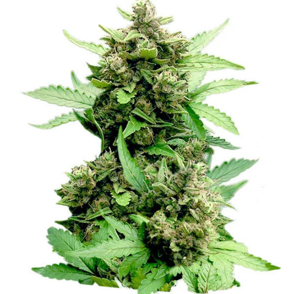 Hemp Cheese Auto seeds