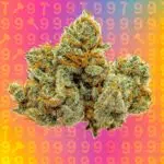 Thumbnail for 9 Lb Hammer 88 89 90 5 seeds - Gelato Seeds