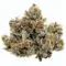 9 lb hammer from gelato seeds brand