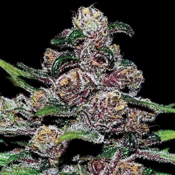 Tantalizing Blackberry Moonrock Autoflower for sale