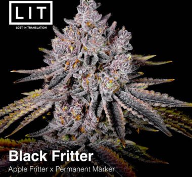 Black Friter / Black Fritters cannabis