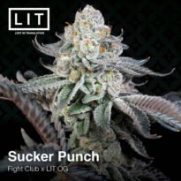 Sucker Punch: LIT Farms strain