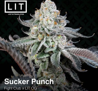 Sucker Punch: LIT Farms strain