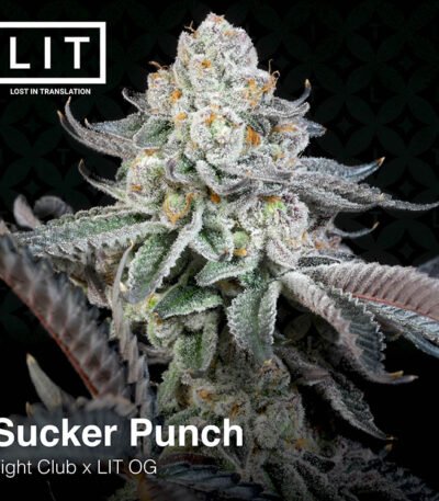 Sucker Punch: LIT Farms strain