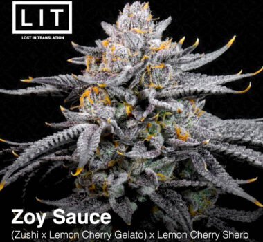 LIT Farms Zoy Sauce (feminized seeds)