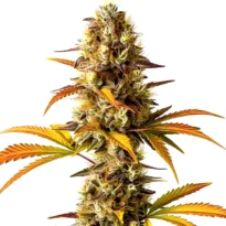 Orange Cookies feminized seeds