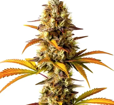 Orange Cookies feminized seeds