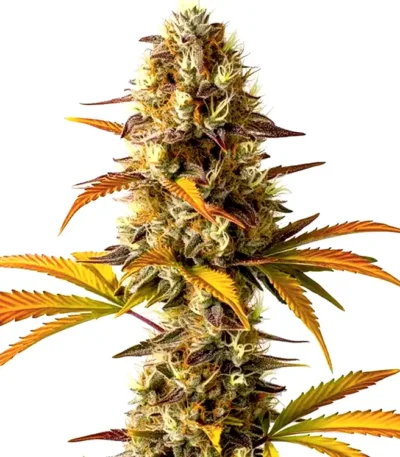 Orange Cookies feminized seeds