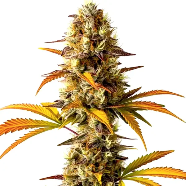 Orange Cookies feminized seeds