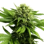 Hemp ACDC
