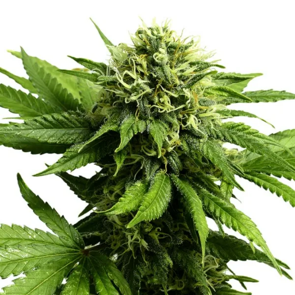 Hemp ACDC