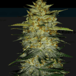 Thumbnail for Hemp OG Kush seeds 88 89 90 5 seeds - Gelato Seeds