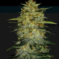Thumbnail for Hemp OG Kush seeds 88 89 90 5 seeds - Gelato Seeds