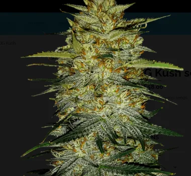 Thumbnail for Hemp OG Kush seeds 88 89 90 5 seeds - Gelato Seeds