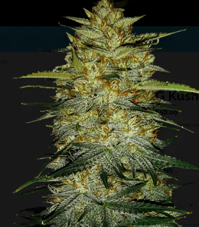 Thumbnail for Hemp OG Kush seeds 88 89 90 5 seeds - Gelato Seeds