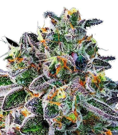 Gelato 33 cannabis seeds