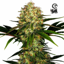 Skunk Kush feminized cannabis seeds for sale