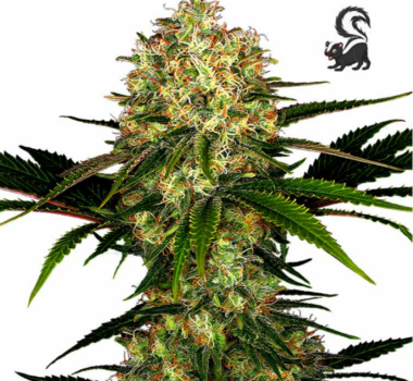 Skunk Kush feminized cannabis seeds for sale