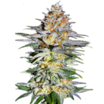 Ghost Train x Pellezino strain