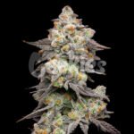 Acai Grapes strain from Cookies Seed Bank