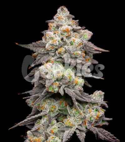 Acai Grapes strain from Cookies Seed Bank