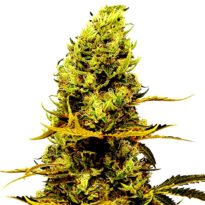 Acapulco seeds strain