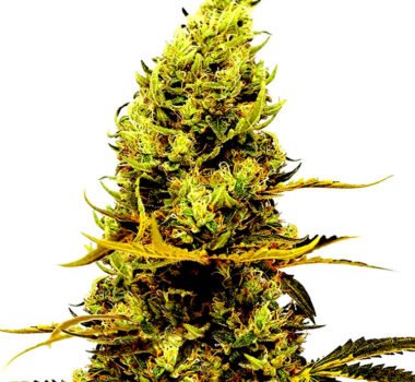 Acapulco seeds strain