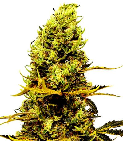 Acapulco seeds strain