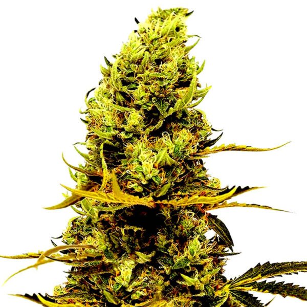 Acapulco seeds strain