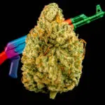 Thumbnail for AK 47 seeds 89 90 88 5 seeds - Gelato Seeds