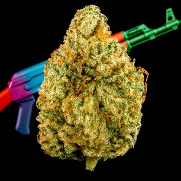 Thumbnail for AK 47 seeds 89 90 88 5 seeds - Gelato Seeds