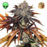 Thumbnail for Alien Technology x Dosidos seeds 88 89 90 5 seeds - Gelato Seeds