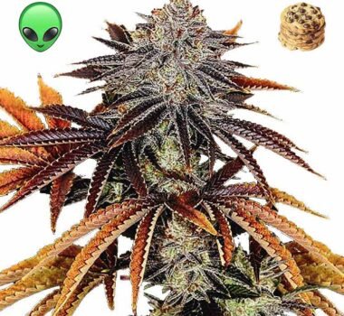 Alien Tech x Dosidos cannabis seeds for sale