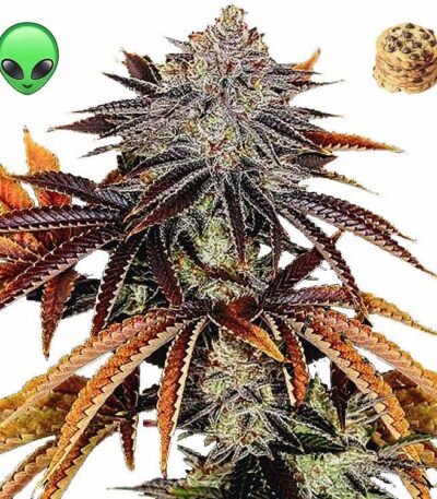 Alien Tech x Dosidos cannabis seeds for sale